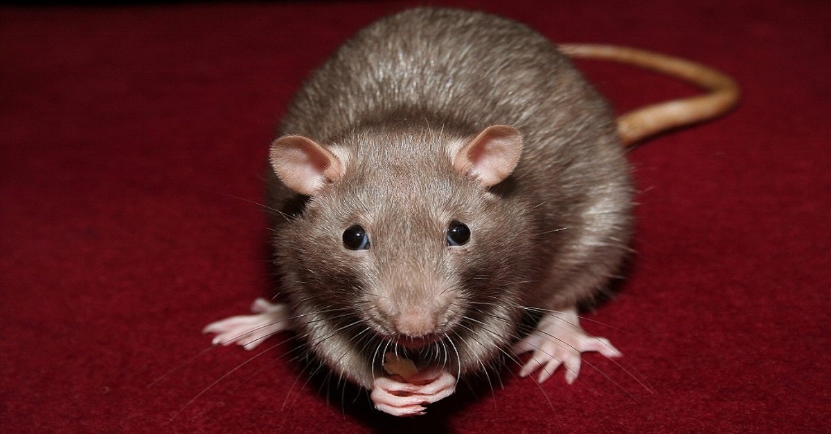 ADOLFO - SP : Desratização | Dedetização elimina ratos