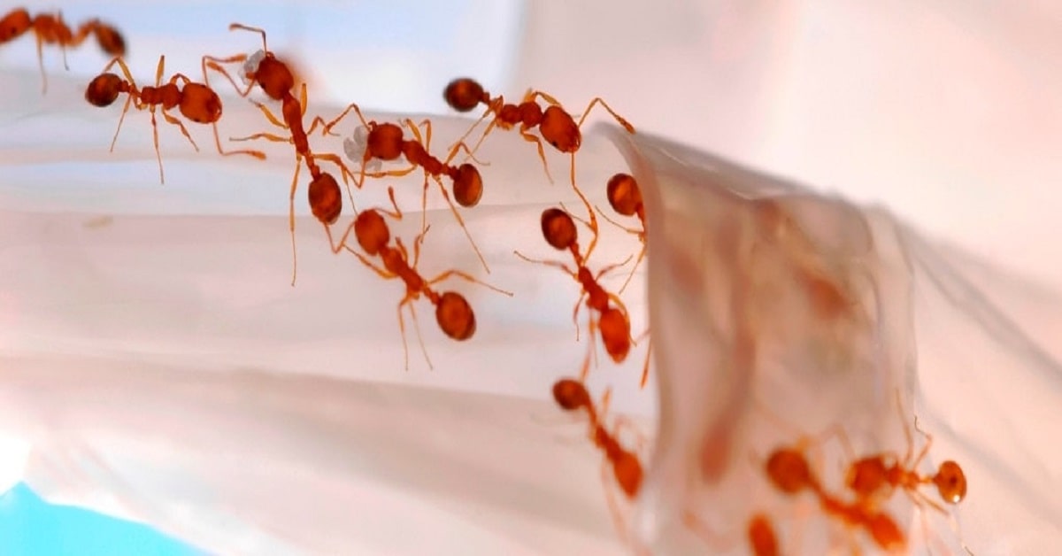 ANGATUBA - SP : DEDETIZADORA | Dedetização para eliminar formigas