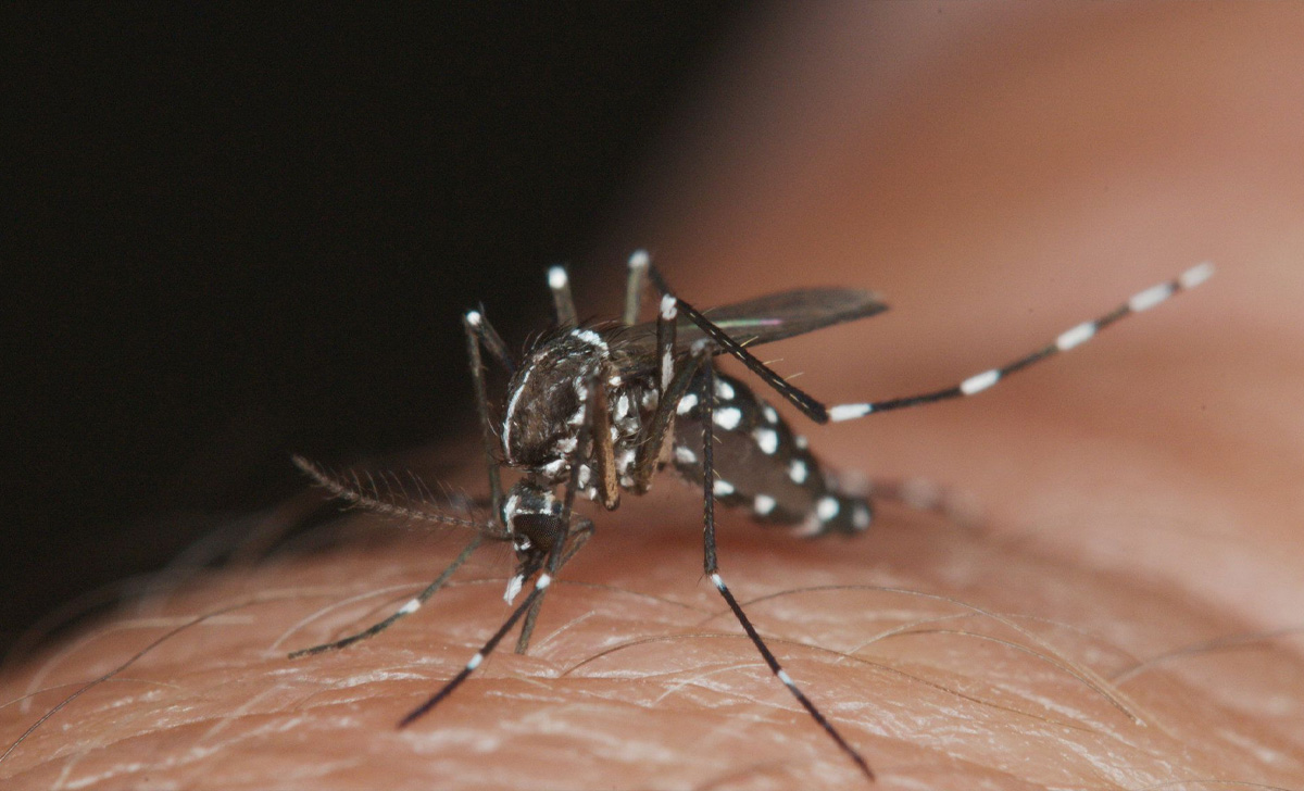 Dedetizadora de Mosquito da Dengue em São José do Rio Pardo - SP | Dedetização do Mosquito da Dengue