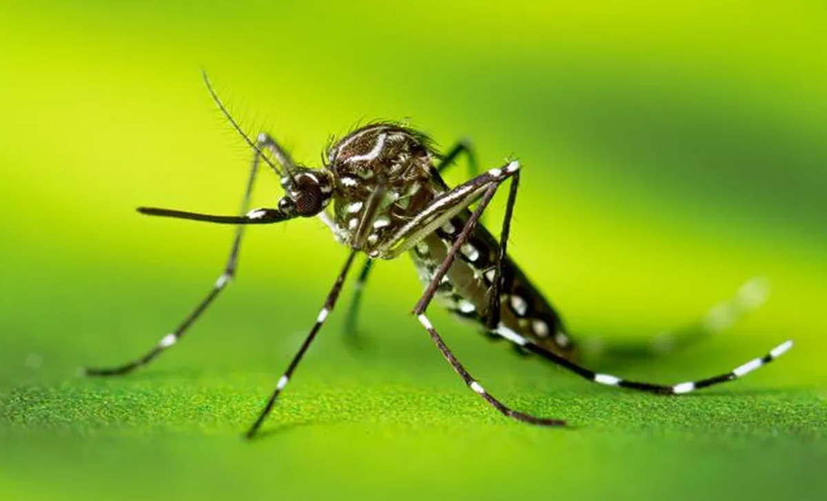 Dedetizadora de Mosquito da Dengue em Dolcinópolis - SP | Dedetização do Mosquito da Dengue