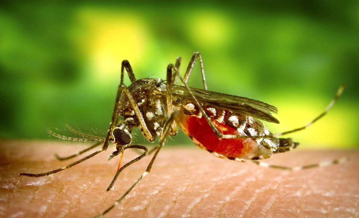 Dedetizadora de Mosquito da Dengue em Promissão - SP | Dedetização do Mosquito da Dengue
