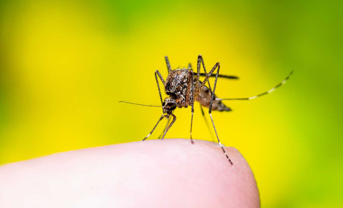 Dedetizadora de Mosquito da Dengue em Paraguaçu Paulista - SP | Dedetização do Mosquito da Dengue