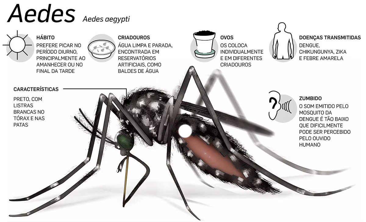 Dedetizadora de Mosquito da Dengue em Cajuru - SP | Dedetização do Mosquito da Dengue