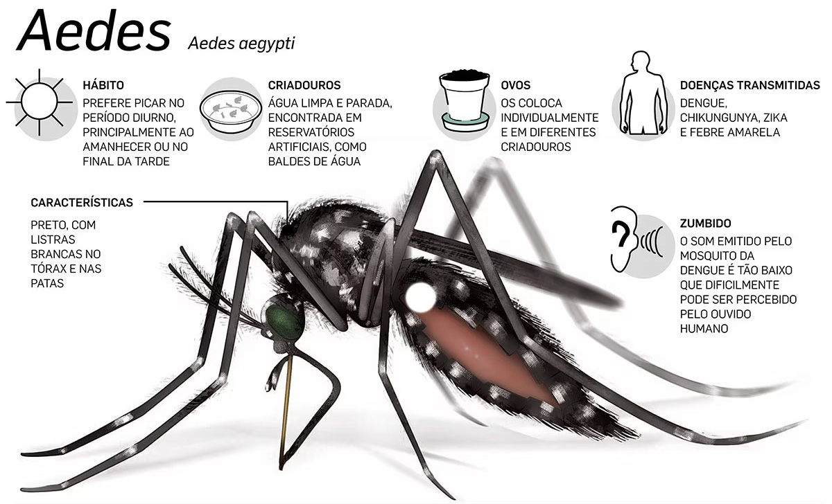 Dedetizadora de Mosquito da Dengue em São José da Bela Vista - SP | Dedetização do Mosquito da Dengue
