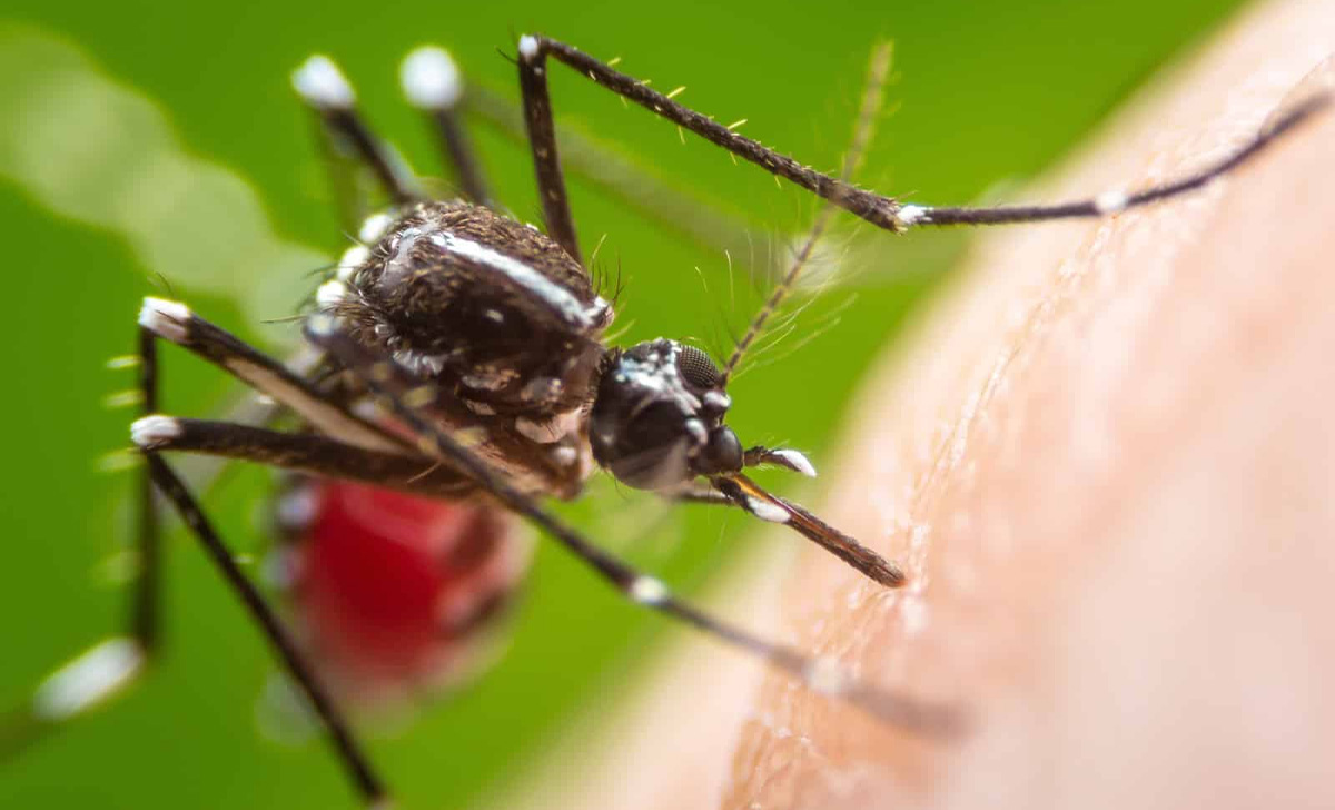 Dedetizadora de Mosquito da Dengue em Praia Grande - SP | Dedetização do Mosquito da Dengue